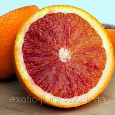 Апельсин червоний (C. sinensis Sanguinello Moscato Nucellare) 20-25 см. Кімнатний