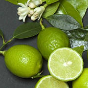 Лайм "Мексиканський" без шипів (C. aurantifolia "Messicana" senza spine)