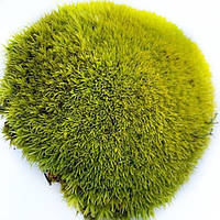Стабілізований мох Кочка Лайм 100 г Green Ecco Moss