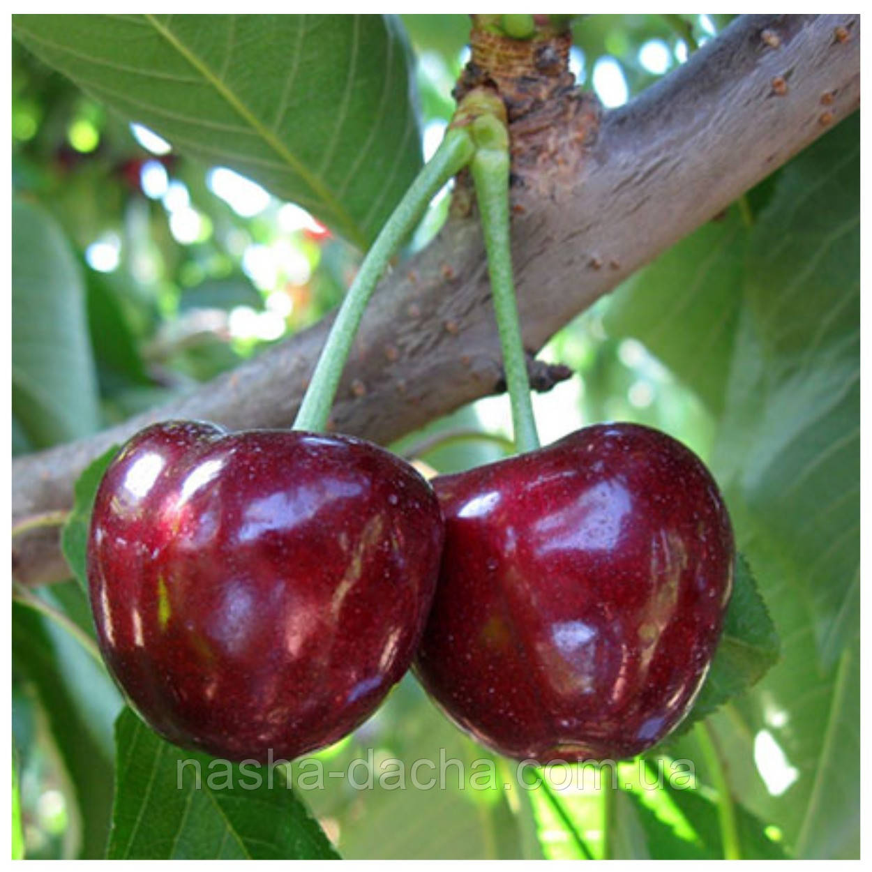 Черешня Волове Серце (середньостигла)