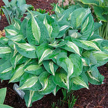 Хоста Snake Eyes  контейнер 1 л