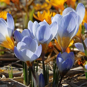 Крокус Ботанічний Blue Pearl (Блю Перл) 5 цибулин, фото 1