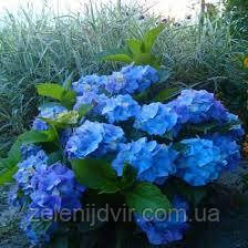 Гортензия крупнолистная Никко Блю 2 года / Гортензия крупнолистная ...