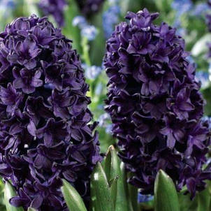 Гіацинт Blue Sapphire (Блю Сапфір) 1 цибулина (калібр 14/15 - великий), фото 1