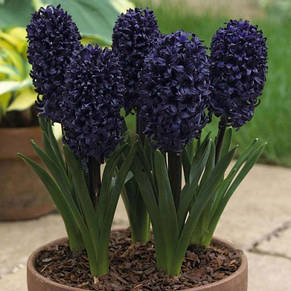 Гіацинт Blue Sapphire (Блю Сапфір) 1 цибулина (калібр 14/15 - великий), фото 3
