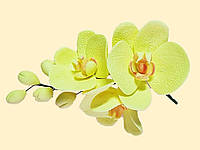 Ветка орхидеи лимонной