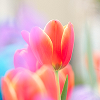 Тюльпани – Скинали каталог для кухні