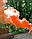 Кольоровий дим для фотосесії Помаранчевий дим Maxsem MA0513 Orange smoking fountain 60 сек, фото 5