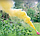 Кольоровий дим для фотосесії Жовтий Maxsem MA0513 Yellow smoking fountain 60 сек, фото 3