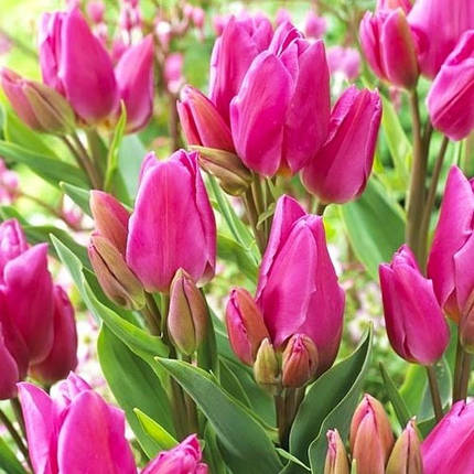 Луковиці тюльпанів Happy Family (Хеппі Фемілі), 3 шт., фото 2