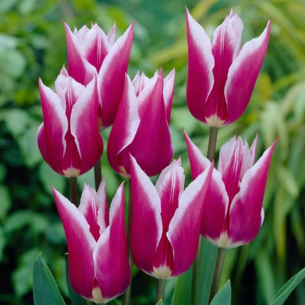 Луковиці тюльпанів Клаудія (Claudia), 3 шт., фото 2
