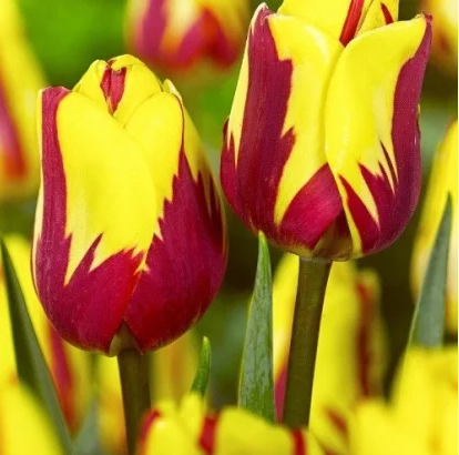 Луковиці тюльпанів Хелмар (Helmar), 3 шт., фото 2