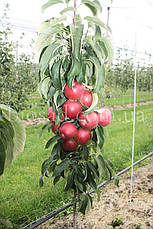 Яблуня колоновидна Джин, фото 2