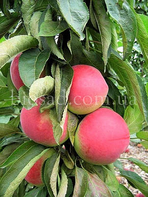 Яблуня колоновидна Тріумф, фото 2