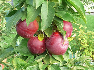 Яблуня колоновидна Червонець, фото 2