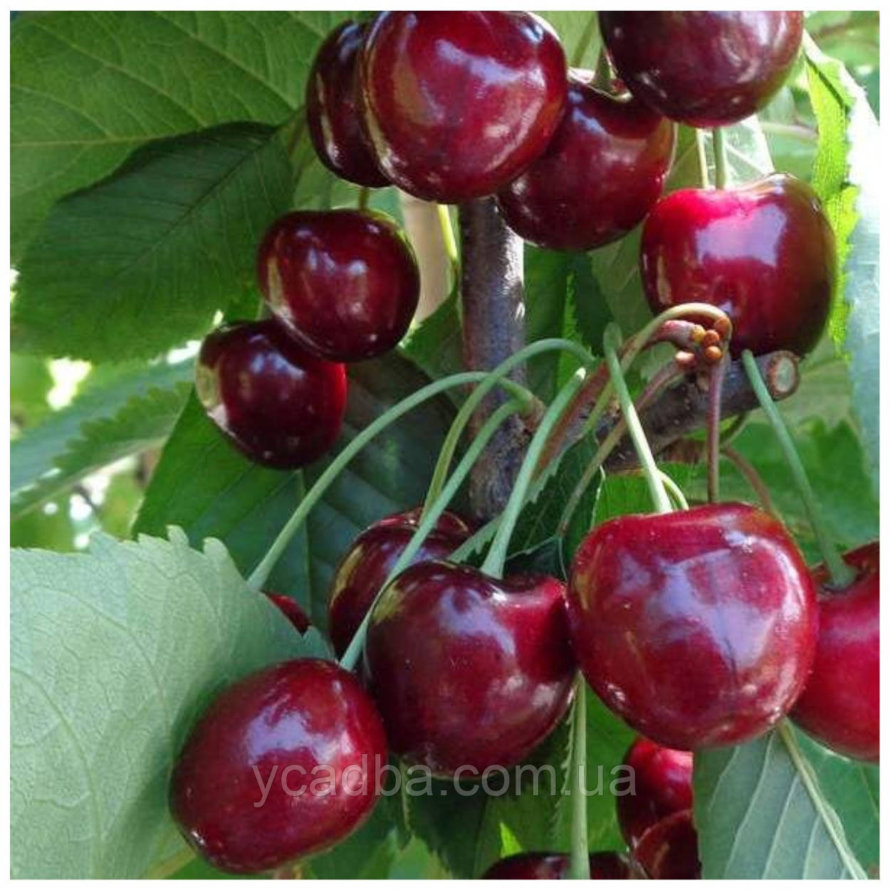 Черешня Гедельфінгер (середньостигла), фото 1