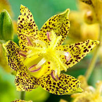Трицитріс ( Садова орхідея ) оптом