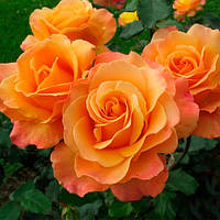 Флорибунда і поліантові троянди