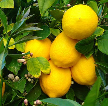 Саджанці Лимона Солодкий пунш (Sweet punch) - запашний, кисло-солодкий, ремонтантний