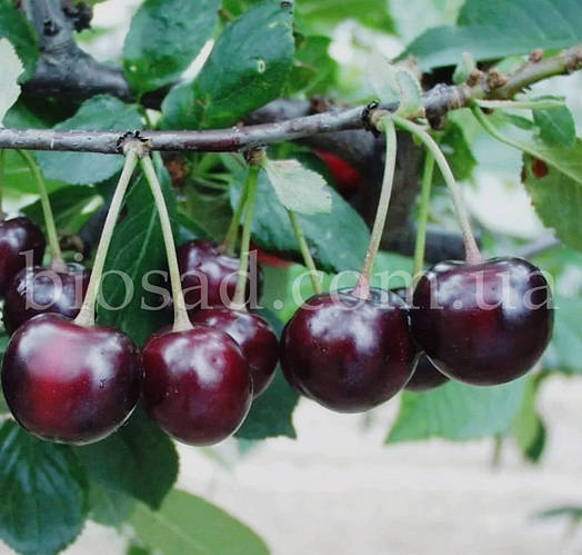 Купить Вишня Чудо-Вишня (гибрид черешни и вишни), цена 203.20 ₴ — Prom ...