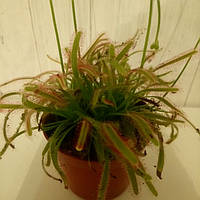 Горшечное растение Росянка капская drosera capensis(хищник)