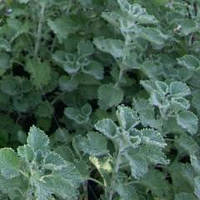 Шандра звичайна ( Stachys officinalis )(насіння -50шт)