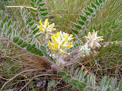 Астрагал шерстистий ( Astragalus dasyanthus )(насіння 10 шт)
