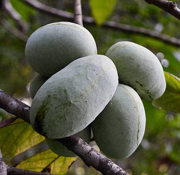 Саджанці Азимины трилоба Тейлор (Taylor) (2-х літка) - двуполая, морозостійка, крупноплідна