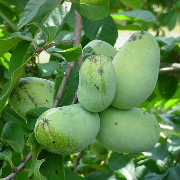 Саджанці Азимины трилоба Пау Пау" (Pau pau) (бананове дерево) - двуполая, морозостійка, крупноплідна