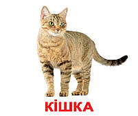 Картки Домана Вундеркінд з пелюшок – Ламіновані картки для малюків, фото 4