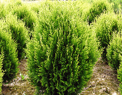 Thuja plicata Kornik III (Туя складчата Корнік ІІІ) 80+ cm.