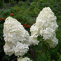 Гортензия метельчатая Полар Бир 3 года, Hydrangea paniculata Polar Bear