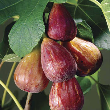 Π‘Π°Π΄ΠΆΠ°Π½ΡΡ ΠΠ½ΠΆΠΈΡΡ ΠΠΎΡΠΈΡΠ½Π΅Π²ΠΈΠΉ ΡΡΡΠ΅ΡΡΠΊΠΈΠΉ (Brown Turkey) - Π·ΠΈΠΌΠΎΡΡΡΠΉΠΊΠΈΠΉ, ΡΠ°ΠΌΠΎΠΏΠ»ΠΎΠ΄ΠΎΠ²ΠΈΠΉ, ΡΠΎΠ»ΠΎΠ΄ΠΊΠΈΠΉ