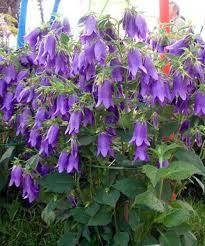 Дзвіночок Сарасто