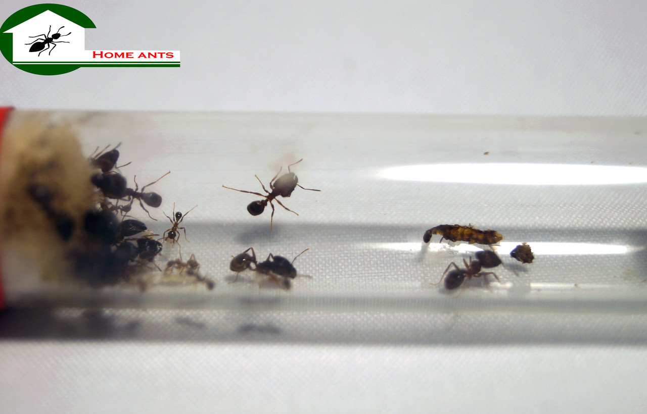 Мурахи Pheidole Yeensis, фото 1