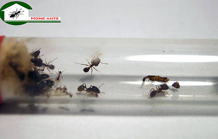 Мурахи Pheidole Yeensis