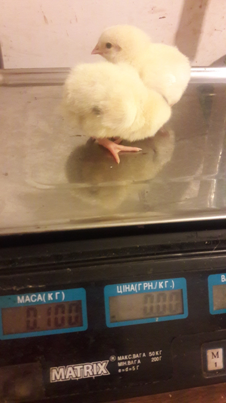 Інкубаційне яйце бройлера КОББ 500 і Рос 308 (Україна) молодка, фото 1