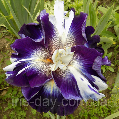 Ірис Chaos Theory Чоас Теорі (Blyth 2015) (сажінки), фото 1