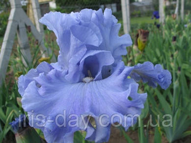 Ірис Going Blue Гоїн Блу (Mego 2012) (сажники), фото 1