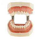 Модель щелепи людини з зйомними зубами, фото 2