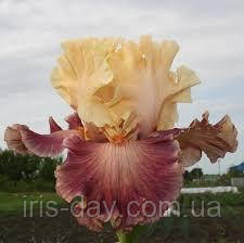 Ірис Peal of Bells Пел оф Белз (blyth 2014) (сажінки), фото 1