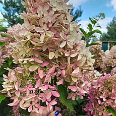 Гортензія волотиста Фантом (HYDRANGEA PANICULATA PHANTOM) 3 роки, фото 3