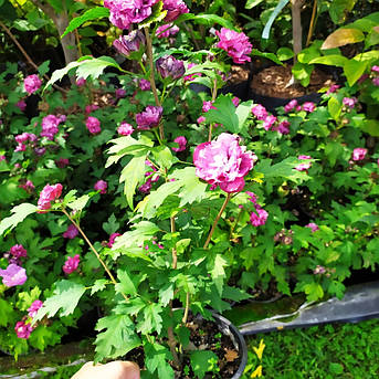 Гібіскус сирійський Дюк де брабант /Hibiscus syr. 'Duc de Brabant'/ в конт.3л, фото 2