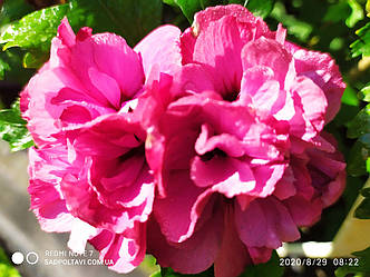 Гібіскус сирійський Дюк де брабант /Hibiscus syr. 'Duc de Brabant'/ в конт.3л, фото 2