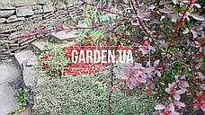 Щепа (тріска) декоративна кольорова GARDEN, 50л, червона, квадратна ОПТ, фото 6