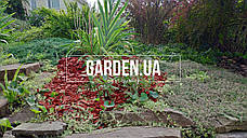 Щепа (тріска) декоративна кольорова GARDEN, 50л, червона, квадратна ОПТ, фото 4