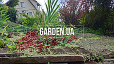 Щепа (тріска) декоративна кольорова GARDEN, 50л, червона, квадратна ОПТ, фото 3