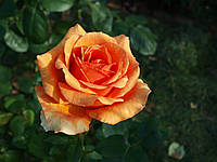 Троянда чайногібридна Ашрам (роза Ashram)