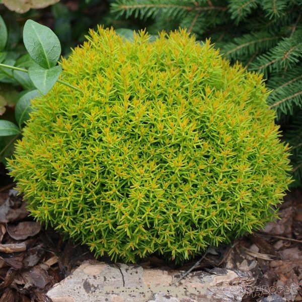 Саджанці Туї західної Анниек (Thuja occidentalis Anniek)