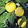 Лайм, Ліметта, (Citrus limetta "Dolce Romana") до 20 см., фото 2